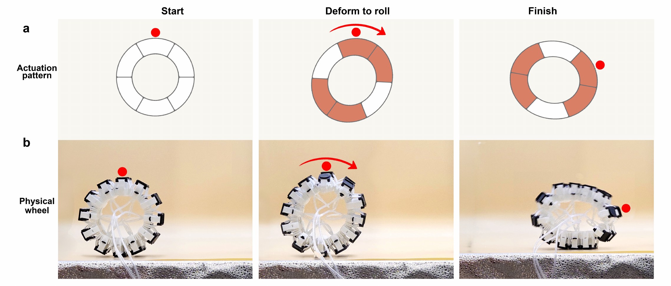 Self-rolling cylindrical body.